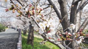 高田千本桜2021-14