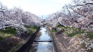 高田千本桜2021-26