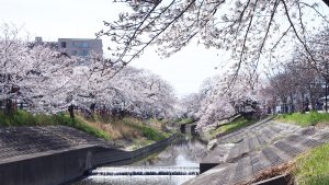 高田川・高田千本桜2021-36