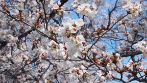 高田千本桜2021-40