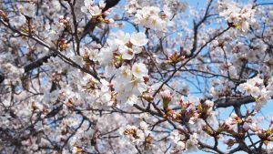 高田千本桜2021-41