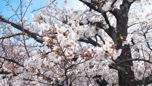 高田千本桜2021-6