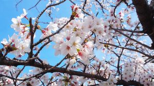 高田千本桜2021-62