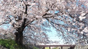 高田川・高田千本桜満開2022-119