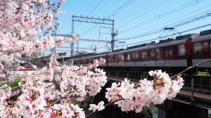 高田川・高田千本桜と近鉄電車2022-203