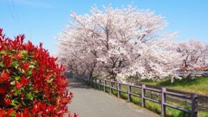学院前・高田川遊歩道・高田千本桜2025-112