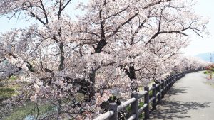 高田川・高田千本桜2022-201