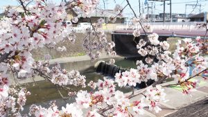 高田川・高田千本桜2022-202